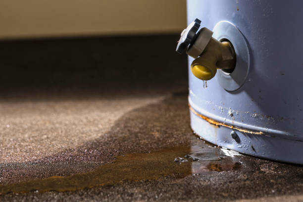 Best Mold removal after water damage  in Scotts Hill, TN