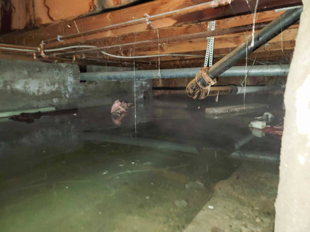 Best Basement water damage restoration  in Scotts Hill, TN
